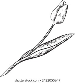 ink vector isolated outline tulip  flower. Beautiful spring bloosom