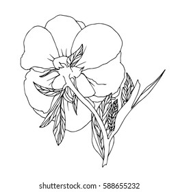 ink vector peony hand drawn illustration