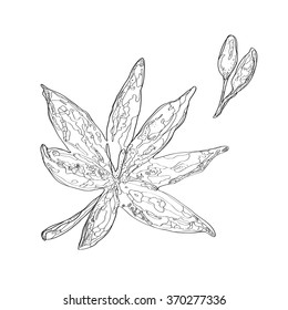 Ink vector sketch of different autumn leaves isolated on the white background. Hand drawn line art.
