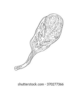 Ink vector sketch of different autumn leaves isolated on the white background. Hand drawn line art.