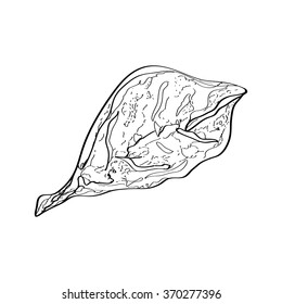 Ink vector sketch of different autumn leaves isolated on the white background. Hand drawn line art.