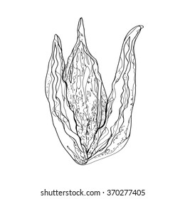 Ink vector sketch of different autumn leaves isolated on the white background. Hand drawn line art.