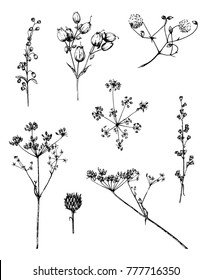 Ink vector sketches of plants parts: seeds, buds, inflorescences