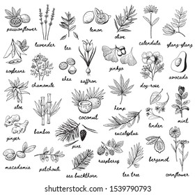 Ink vector vintage illustration whit plats used in cosmetic, medicine and aromatherapy. Big set with 30 various thypes. Black and white sketchy engraving style. Fruits, herbs, spices and vegetables.