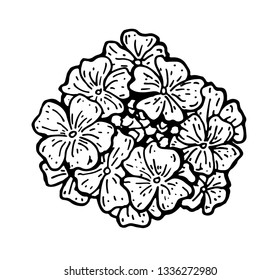 Ink Verbena flowers hand drawn sketch. Retro botanical line art, engraving. Vintage flowers. Herbal vector illustration isolated on white background