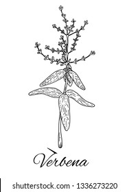 Ink Verbena hand drawn sketch. Branch with leaves and flowers. Retro botanical art. Medical herb and spice. Vintage raw vervain. Herbal vector illustration isolated on white background