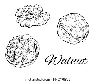 Ink Walnut hand drawn set. Vintage sketch of nuts and kernels. Retro Walnut line art. Vector Illustration isolated on white background