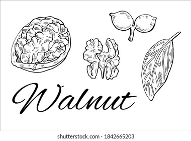 Juego dibujado a mano por la nuez de tinta. Esbozo vintage de brotes, hojas, nueces y granos. Arte retro de línea de nogal. Ilustración vectorial aislada en fondo blanco
