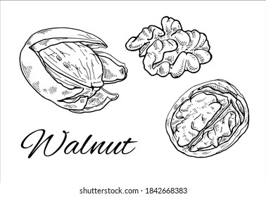 Ink Walnut hand drawn set. Vintage sketch of nuts and kernels. Retro Walnut line art. Vector Illustration isolated on white background