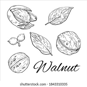 Ink Walnut hand drawn set. Vintage sketch of leafs, nuts and kernels. Retro Walnut line art. Vector Illustration isolated on white background