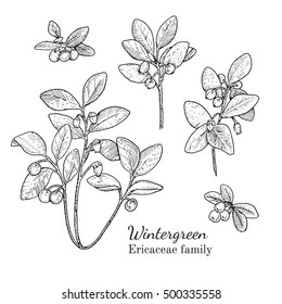 Ink wintergreen herbal illustration. Hand drawn botanical sketch style. Absolutely vector. Good for using in packaging - tea, condinent, oil etc - and other applications