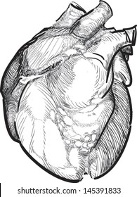 Inked Anatomical Human Heart Vector Illustration