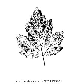An inked sheet print with a clear texture, isolated on a white background. A natural element for eco design.