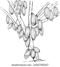 Inking illustration, Chocolate Tree, Chocolate Fruit, Nature Chocolate, Outline, Sketch of Chocolate Fruit. 