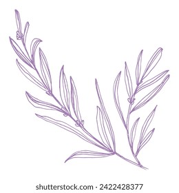 Lavanda de sketch de croquetas con tejado de tinta. Hierbas florales provenzales con flores. Dibujo botánico vintage del campo francés Lavandula. Lavandera afilada. Ilustraciones vectoriales hechas a mano aisladas.