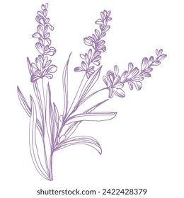 Inky Crosshatched Sketch Lavender. Outlined Provence floral herbs with blooms. Vintage botanical drawing of French field Lavandula. Blossomed lavander. Hand-drawn vector illustrations isolated.