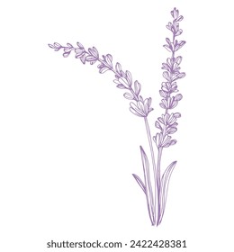 Inky Crosshatched Sketch Lavender. Outlined Provence floral herbs with blooms. Vintage botanical drawing of French field Lavandula. Blossomed lavander. Hand-drawn vector illustrations isolated.