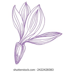 Inky Crosshatched Sketch Lavender. Outlined Provence floral herbs with blooms. Vintage botanical drawing of French field Lavandula. Blossomed lavander. Hand-drawn vector illustrations isolated.