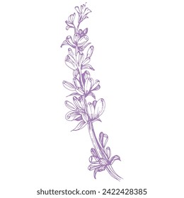 Lavanda de sketch de croquetas con tejado de tinta. Hierbas florales provenzales con flores. Dibujo botánico vintage del campo francés Lavandula. Lavandera afilada. Ilustraciones vectoriales hechas a mano aisladas.