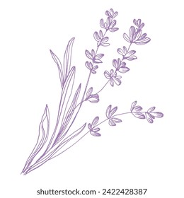 Inky Crosshatched Sketch Lavender. Outlined Provence floral herbs with blooms. Vintage botanical drawing of French field Lavandula. Blossomed lavander. Hand-drawn vector illustrations isolated.