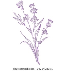 Lavanda de sketch de croquetas con tejado de tinta. Hierbas florales provenzales con flores. Dibujo botánico vintage del campo francés Lavandula. Lavandera afilada. Ilustraciones vectoriales hechas a mano aisladas.