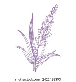 Lavanda de sketch de croquetas con tejado de tinta. Hierbas florales provenzales con flores. Dibujo botánico vintage del campo francés Lavandula. Lavandera afilada. Ilustraciones vectoriales hechas a mano aisladas.