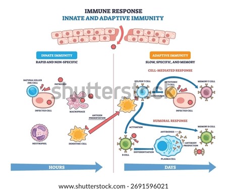 Innate and adaptive immune response visual showing pathogen defense pathways, key elements, macrophage, T cell activation, antibody production. Outline diagram