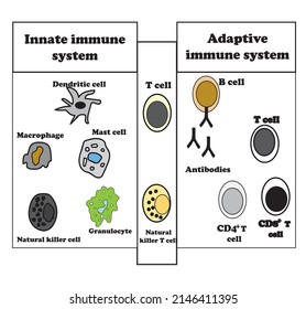The innate and adaptive immune system diagram. Cells of the immune system.