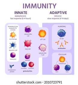 Innate and adaptive immune system. Immunology infographic with cell types. Immunity response, antibody activation, lymphocytes vector scheme. Illustration innate and adaptive prevention