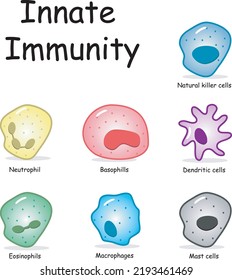 Innate And Adaptive Immune System. Immunology Infographic With Cell Types. Immunity Response, Vector Scheme. Illustration Innate Immunity Cells