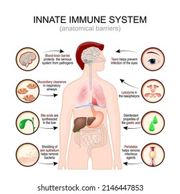Innate immune system. anatomical barriers.