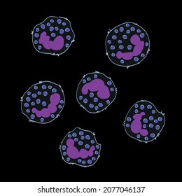 Innate Immune System: Basophils Cells, Vector Illustration