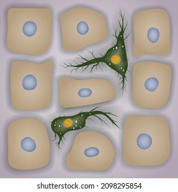 Innate Immune System: Dendritic Cells In Skin, Vector Illustration