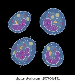 Innate Immune System: Monocytes Cells, Vector Illustration