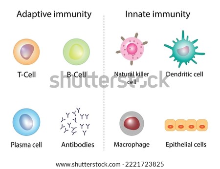 Innate immunity: Dendritic, Macrophage, Epithelial, and Natural killer cells. Adaptive immunity: T-cell, b-cell, Antibodies, Plasma cell. Vector Illustration