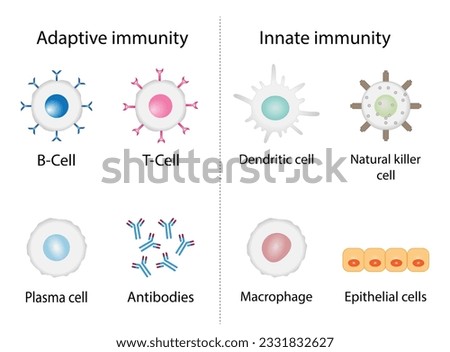 Innate immunity: Dendritic, Macrophage, Epithelial, and Natural killer cells. Adaptive immunity: T-cell, b-cell, Antibodies, Plasma cell. Vector Illustration