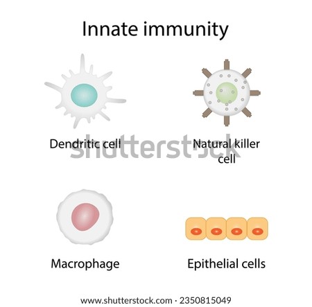 Innate immunity: Dendritic, Macrophage, Epithelial, and Natural killer cells. Vector illustration.