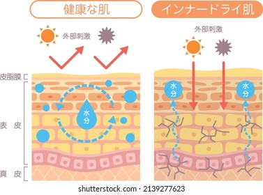 Inner dry skin

In Japanese, it is described as "healthy skin", "inner dry skin", "external stimulus", "moisture", "evaporation", "epidermis", "dermis", and "skin oil film".