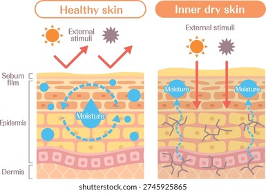 Inner dry skin structure diagram comparison