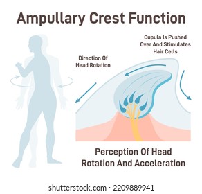 Inner ear ampullary crest function. Human vestibular system organ providing the sense of spatial orientation, head rotation. Healthy sensory and vestibular organ. Flat vector illustration