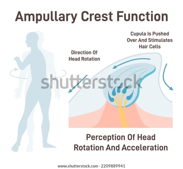 Inner ear ampullary crest function. Human
vestibular system organ providing the sense of spatial orientation,
head rotation. Healthy sensory and vestibular organ. Flat vector
illustration