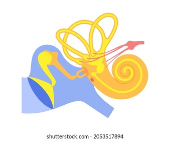 Inner ear anatomy concept. Vestibular apparatus, semicircular canals and cochlea. Tympanic membrane, malleus, incus and stapes anatomical poster. Medical banner for clinic flat vector illustration