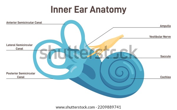 Inner ear\
anatomy. Vestibular system organ. Membranous labyrinth and cochlea.\
Human balance and equilibrum. Healthy sensory and vestibular organ.\
Flat vector illustration