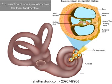 The Inner Ear Cochlea. Cross-section of one spiral of cochlea. Organ of Corti, the sensory organ of hearing. Spiral ganglion, Osseous Spiral Lamina.