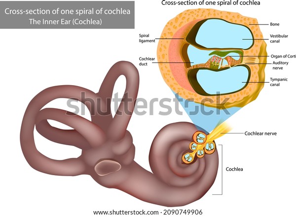 The Inner Ear Cochlea. Cross-section of\
one spiral of cochlea. Organ of Corti, the sensory organ of\
hearing. Spiral ganglion, Osseous Spiral\
Lamina.