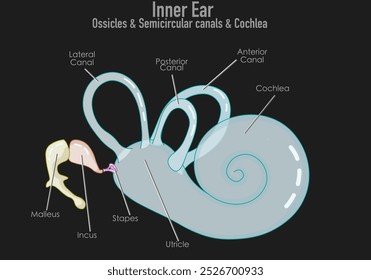 Inner ear, ossicles, cochlea. semicircular canals. Colored malleus, hammer, incus, anvil, and stapes, stirrup. Anterior, posterior, lateral, bony labyrinth. Vector illustration