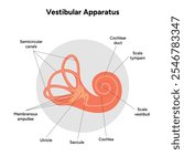 Inner Ear structure and function anatomy. Human ear vestibular system