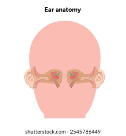 Inner Ear structure and function anatomy. Human ear vestibular system