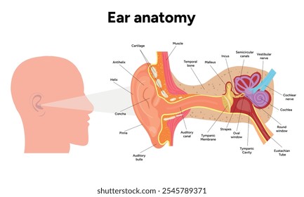 Anatomía de la estructura y función del oído interno. Sistema vestibular del oído humano