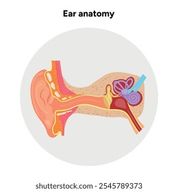 Inner Ear structure and function anatomy. Human ear vestibular system